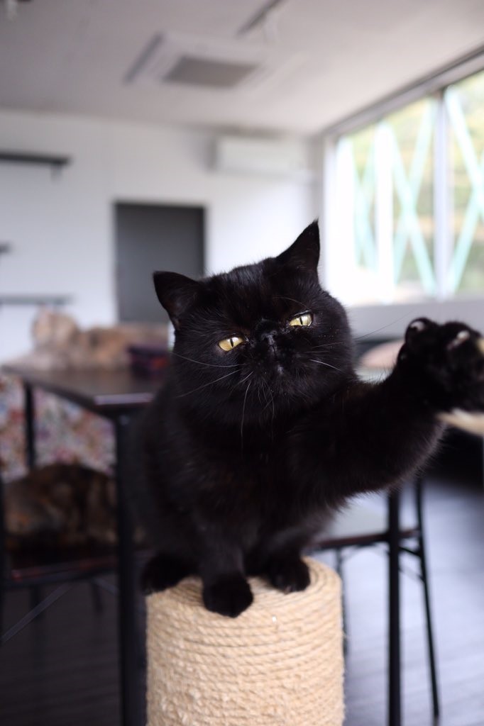 猫カフェ&ギャラリー「GATO」（山口県・山口市）の看板猫エキゾチックショートヘアのガトーくん