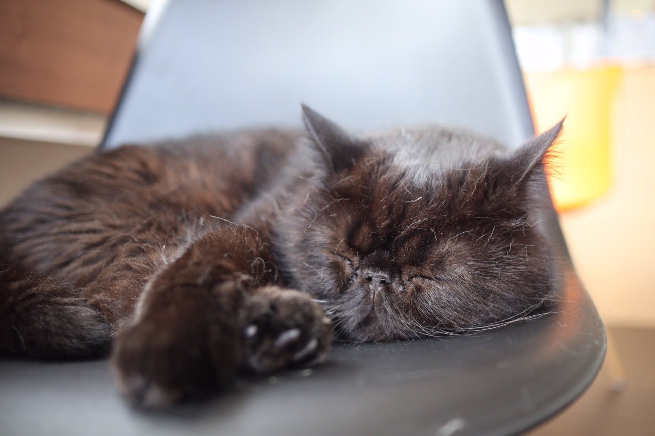 猫カフェ&ギャラリー「GATO」（山口県・山口市）の看板猫エキゾチックショートヘアのガトーくん