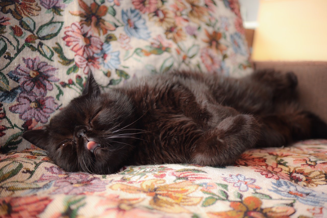 猫カフェ&ギャラリー「GATO」（山口県・山口市）の看板猫エキゾチックショートヘアのガトーくん