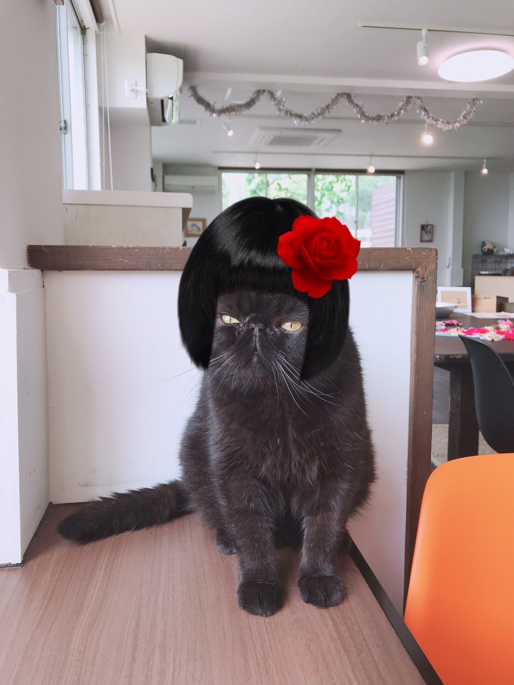 猫カフェ&ギャラリー「GATO」（山口県・山口市）の看板猫エキゾチックショートヘアのガトーくん