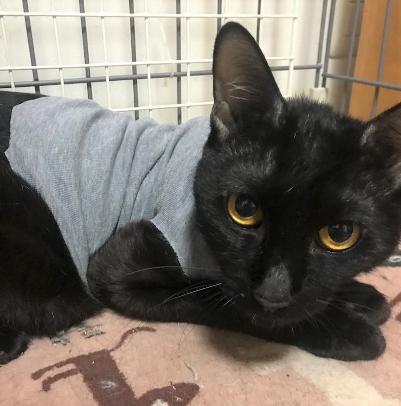 ケガをして療養中