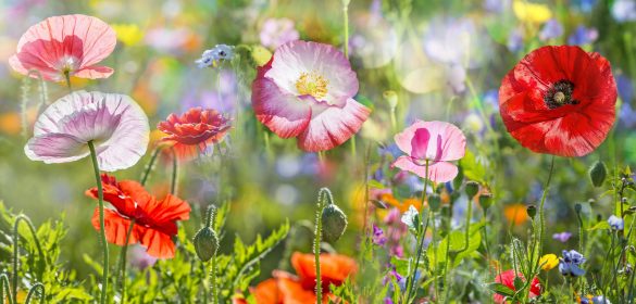 親子関係がうまくいくAV関係者の家庭の特徴