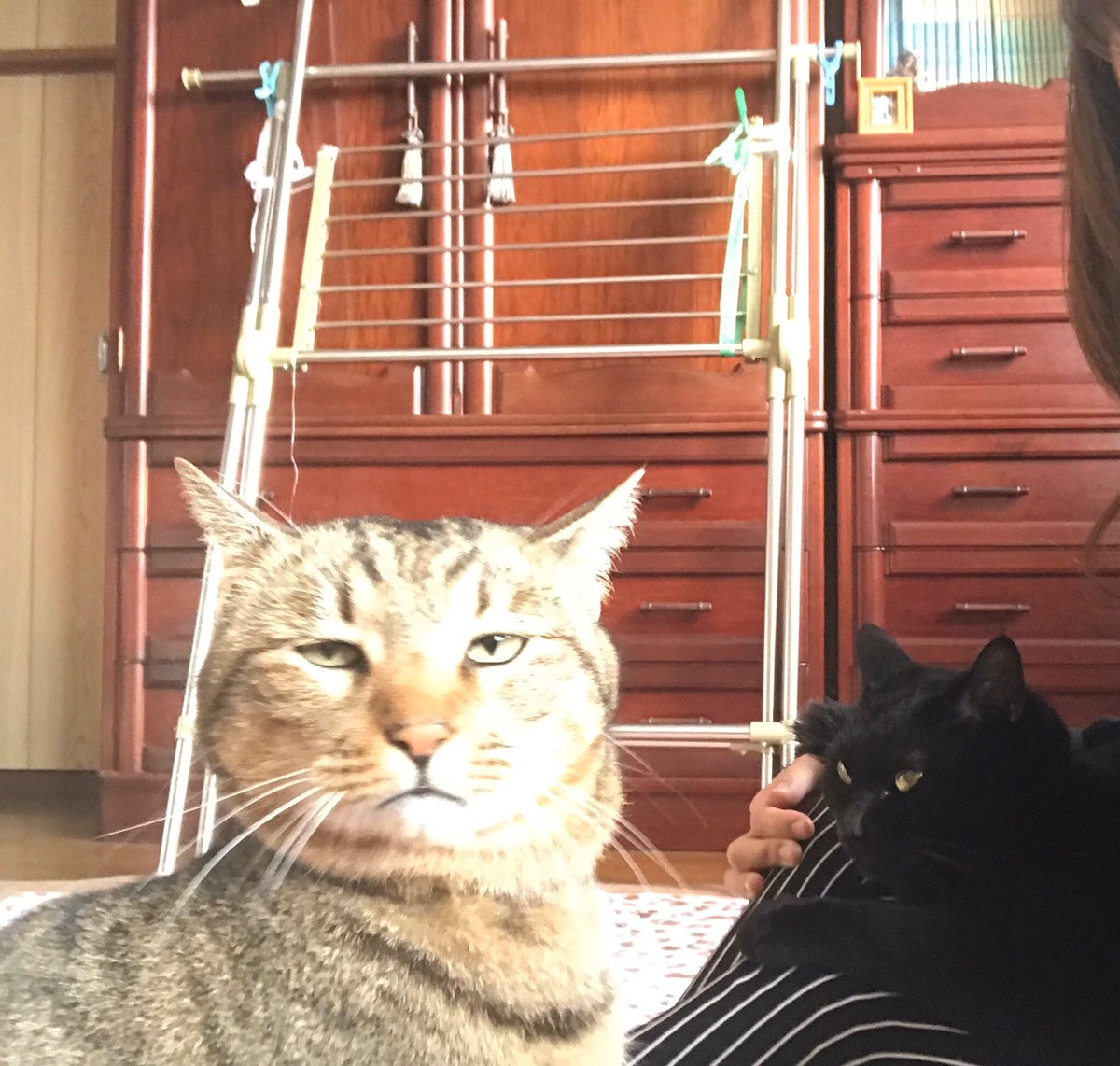 チベットスナギツネ　猫　野田さん宅のノンくん