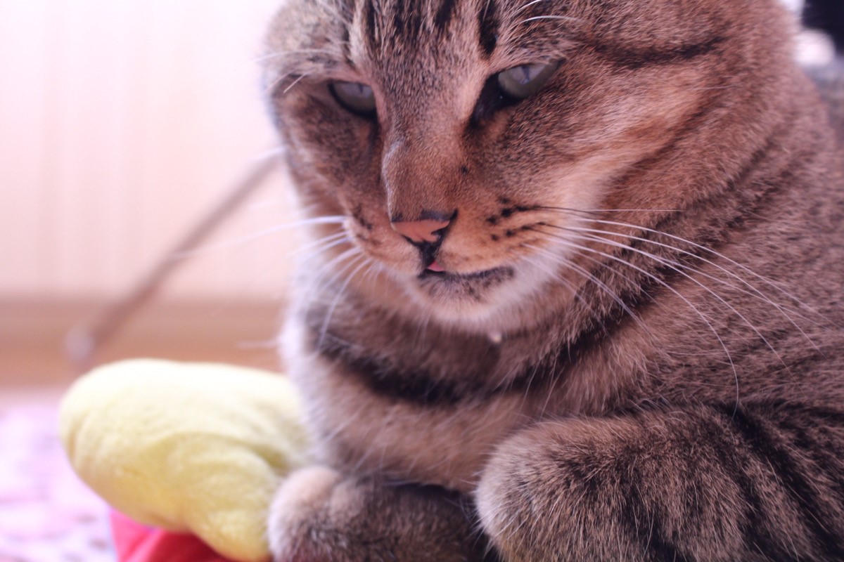 チベットスナギツネ　猫　野田さん宅のノンくん