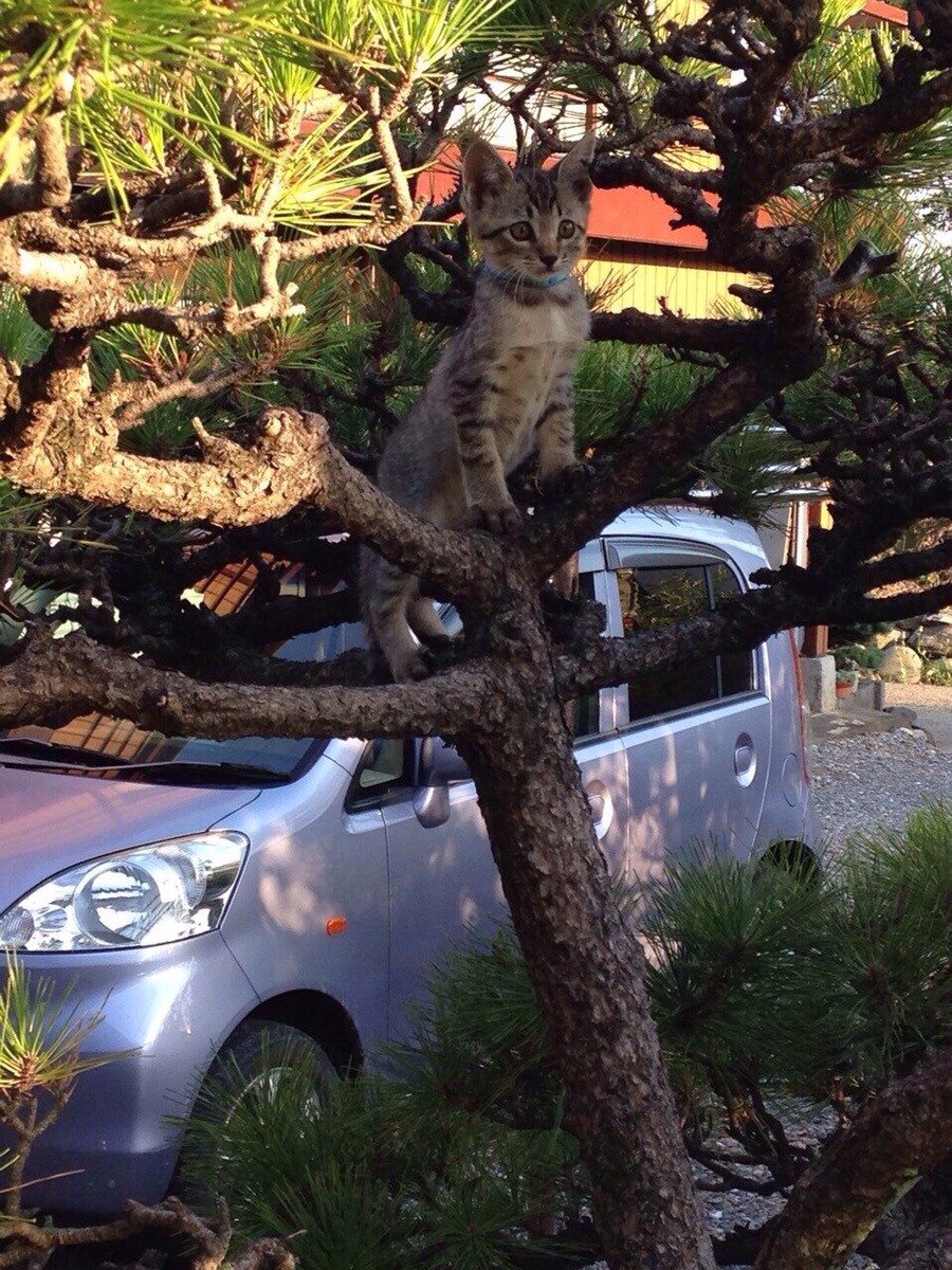 チベットスナギツネ　猫　野田さん宅のノンくん