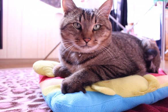 チベットスナギツネ　猫　野田さん宅のノンくん