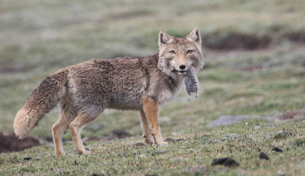 チベットスナギツネ