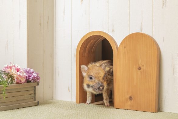 赤ちゃんのときはミニブタもマイクロブタもサイズはかわらない。