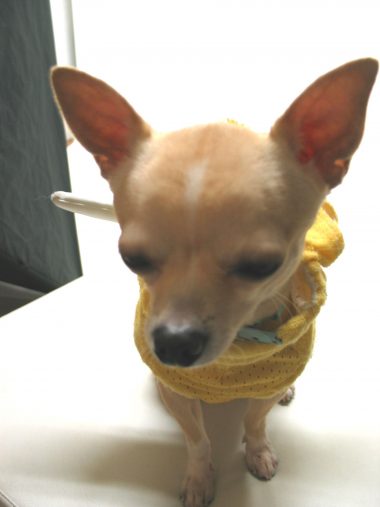 飼い主を拒絶したペロ