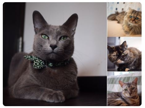 猫カフェ&ギャラリー「GATO」（山口県・山口市）の看板猫エキゾチックショートヘアのガトーくん