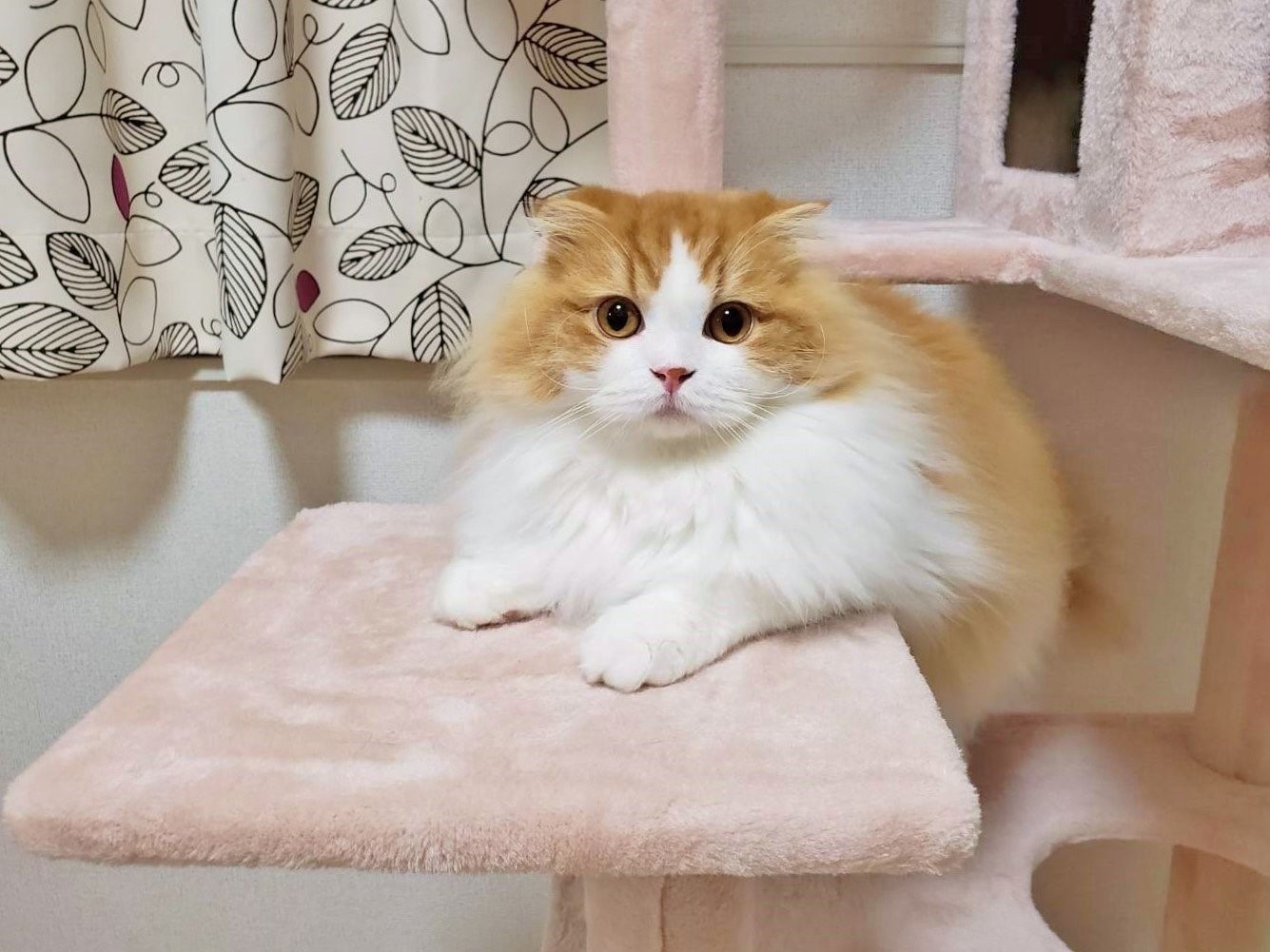 @chachamaru_0909さん宅の茶々丸くん（スコティッシュフォールド）