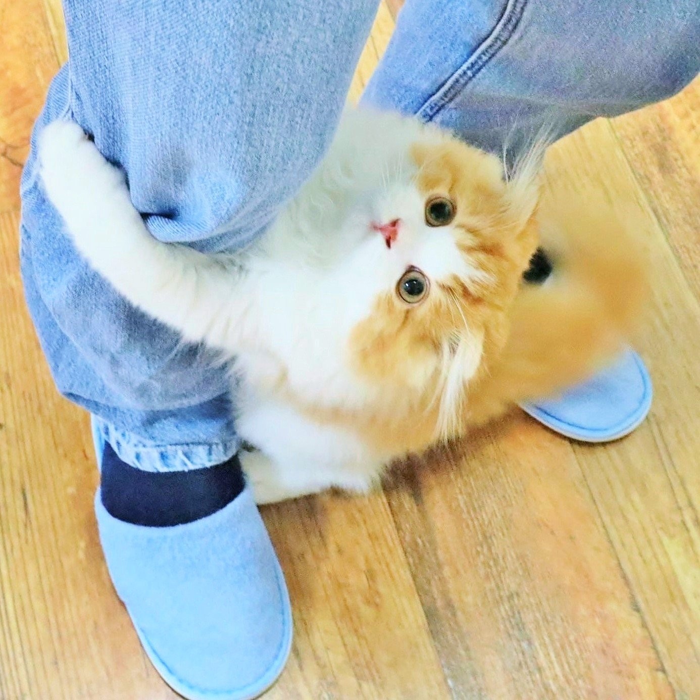 @chachamaru_0909さん宅の茶々丸くん（スコティッシュフォールド）