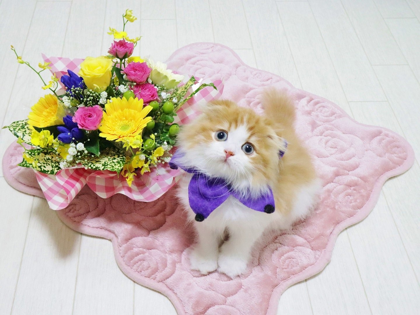 @chachamaru_0909さん宅の茶々丸くん（スコティッシュフォールド）