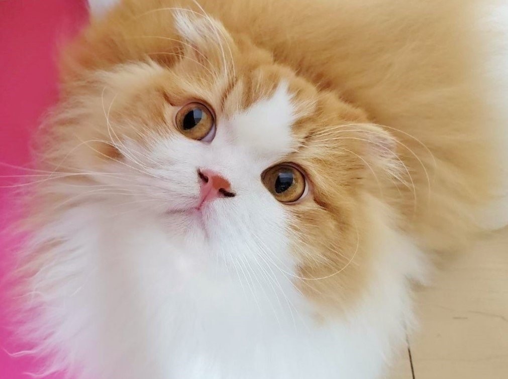 @chachamaru_0909さん宅の茶々丸くん（スコティッシュフォールド）