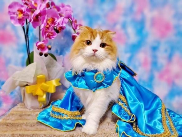 @chachamaru_0909さん宅の茶々丸くん（スコティッシュフォールド）