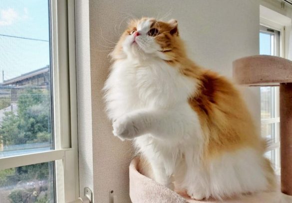 @chachamaru_0909さん宅の茶々丸くん（スコティッシュフォールド）