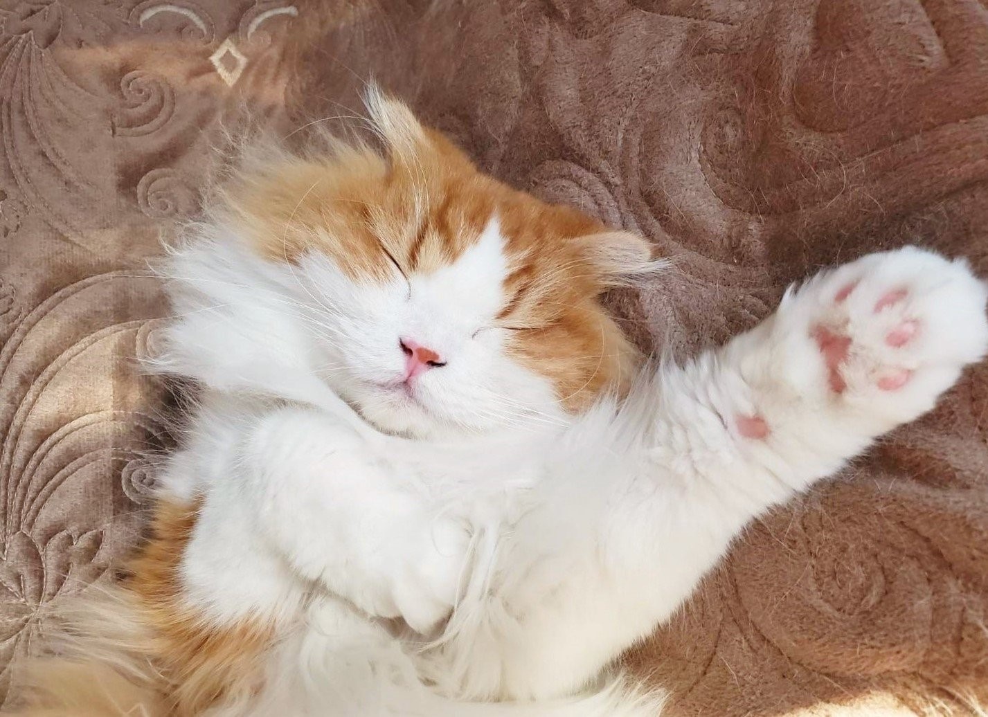 @chachamaru_0909さん宅の茶々丸くん（スコティッシュフォールド）