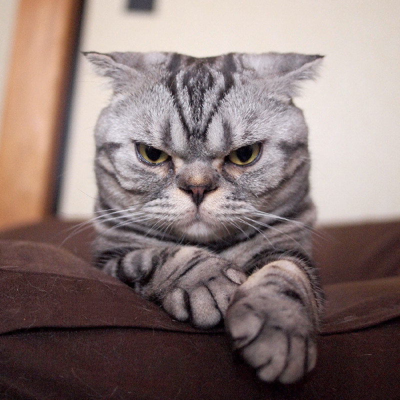 漫画家・イラストレータとして活躍するTaco（@taco_emonemon）さんの愛猫・ししまるくん