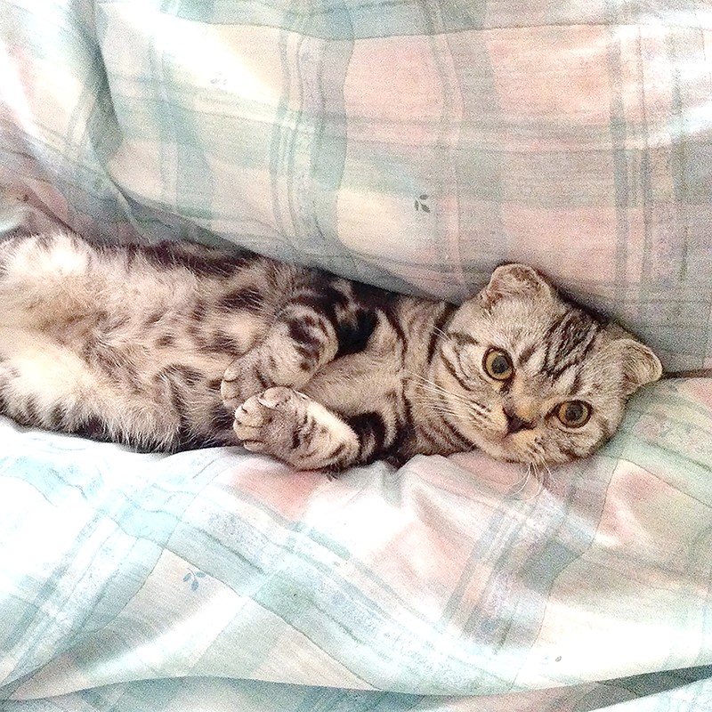 漫画家・イラストレータとして活躍するTaco（@taco_emonemon）さんの愛猫・ししまるくん