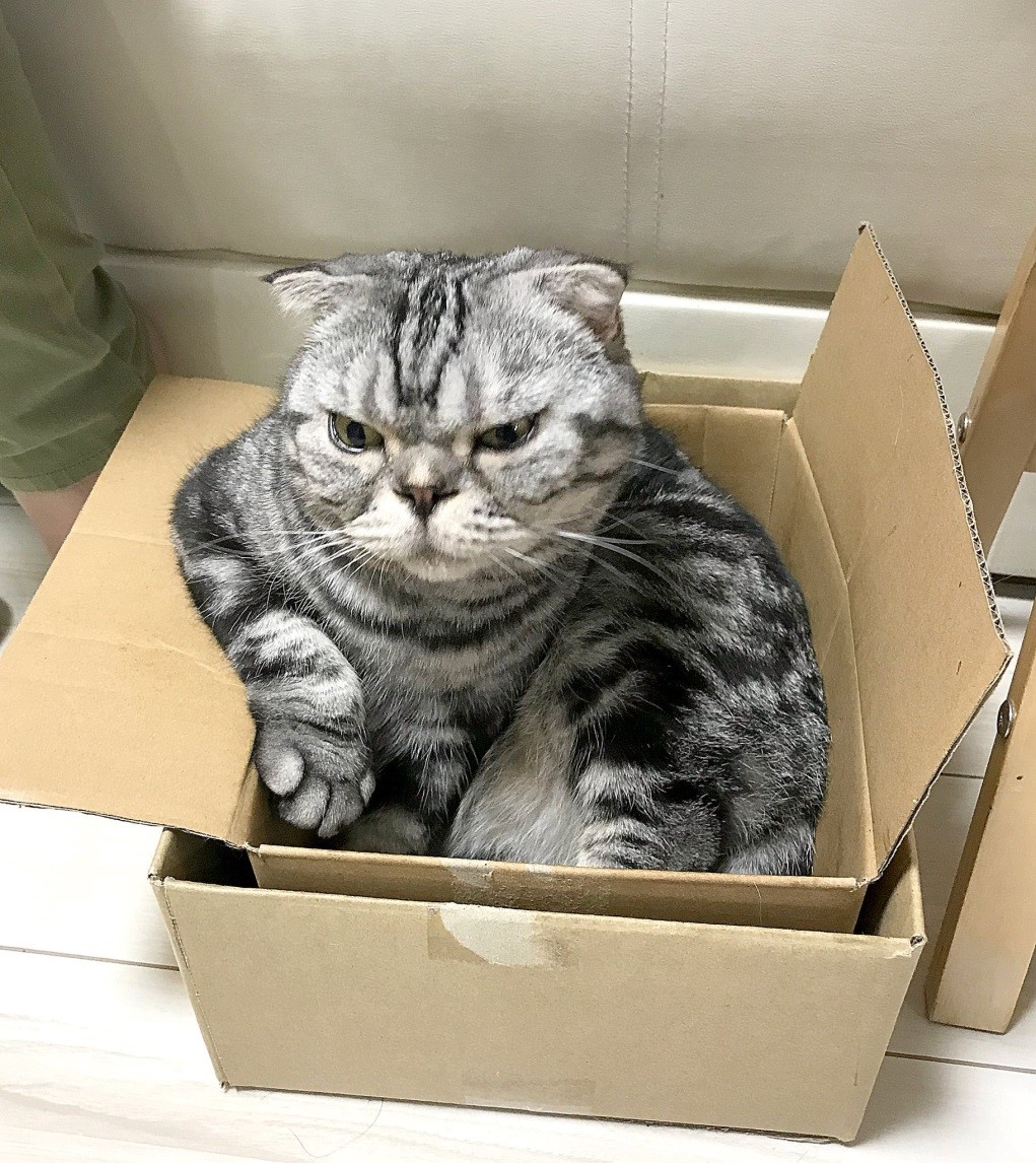 漫画家・イラストレータとして活躍するTaco（@taco_emonemon）さんの愛猫・ししまるくん