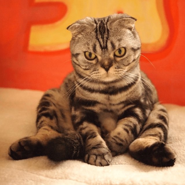 漫画家・イラストレータとして活躍するTaco（@taco_emonemon）さんの愛猫・ししまるくん