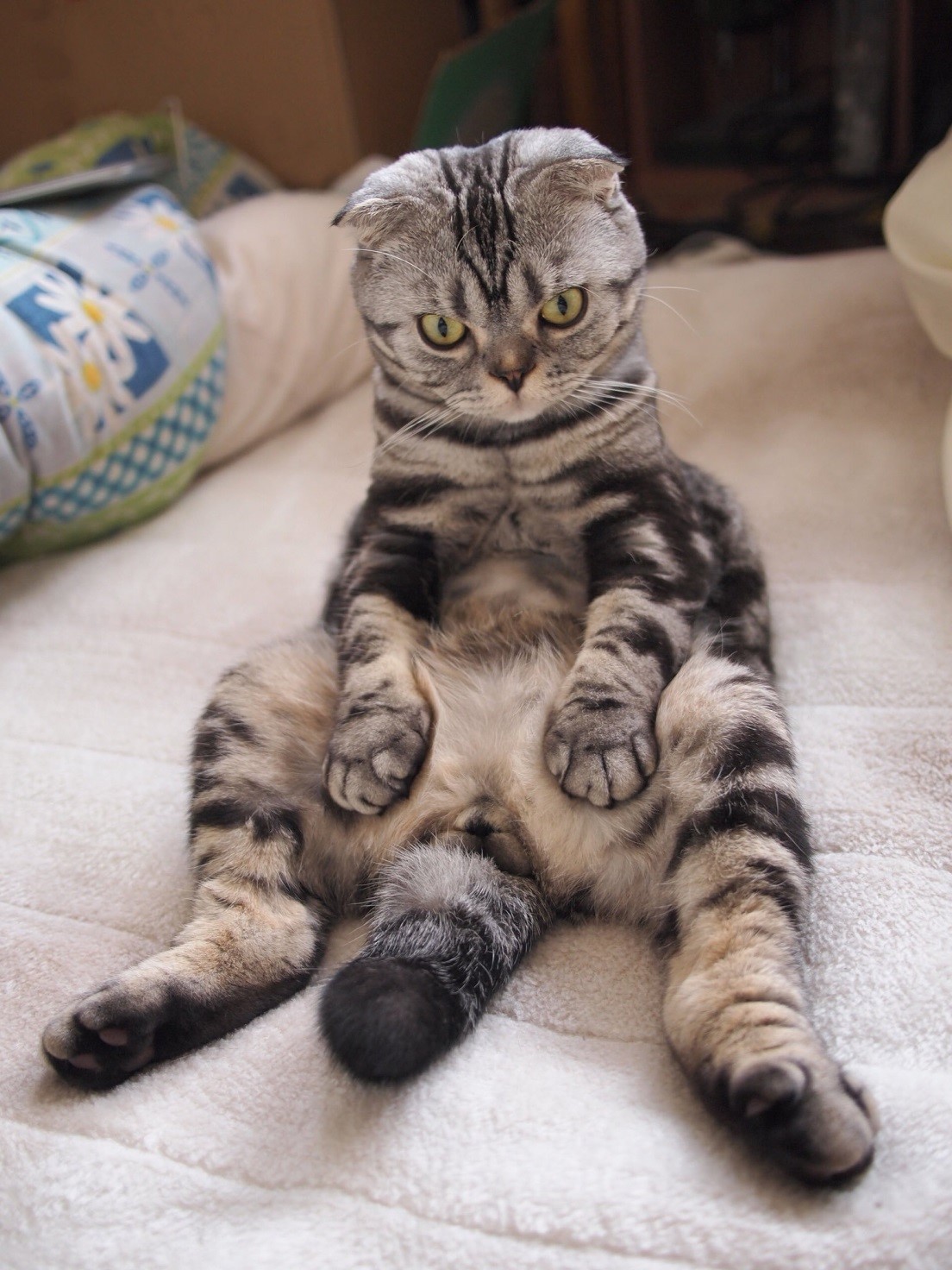 漫画家・イラストレータとして活躍するTaco（@taco_emonemon）さんの愛猫・ししまるくん