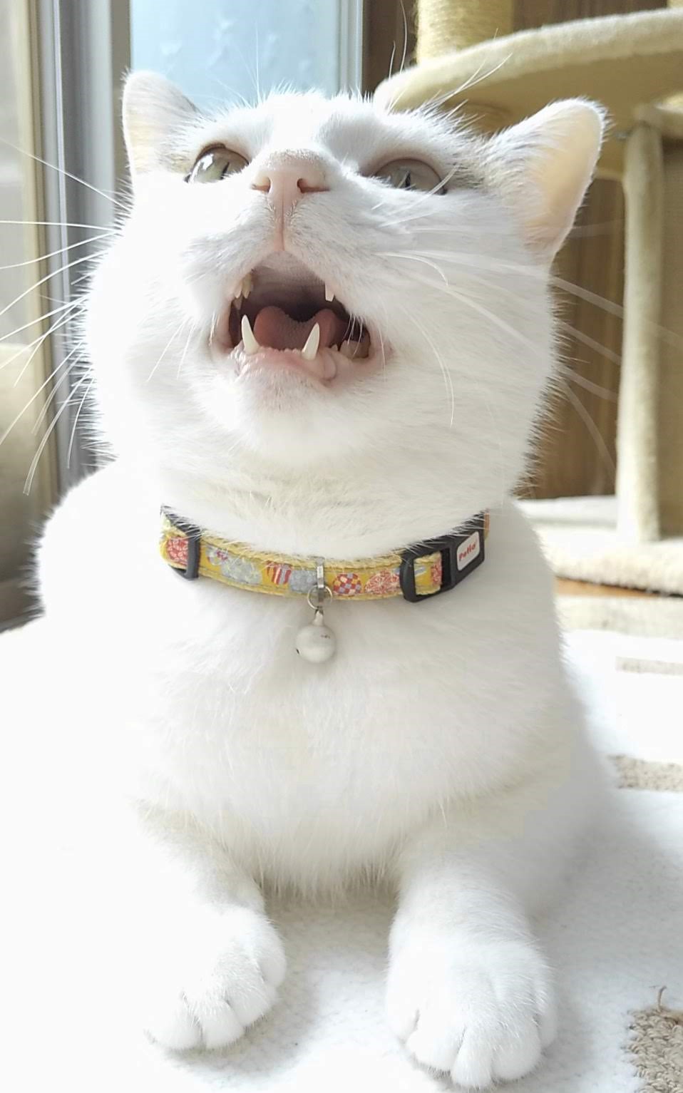 マズル　猫　kiku*（@kiibule）さんの愛猫・ちぃさん（女の子）は、現在7歳