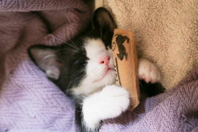 マズル　猫　hotographe ikuyo（@photographe_194）さんが撮影した生後1ヶ月の子猫