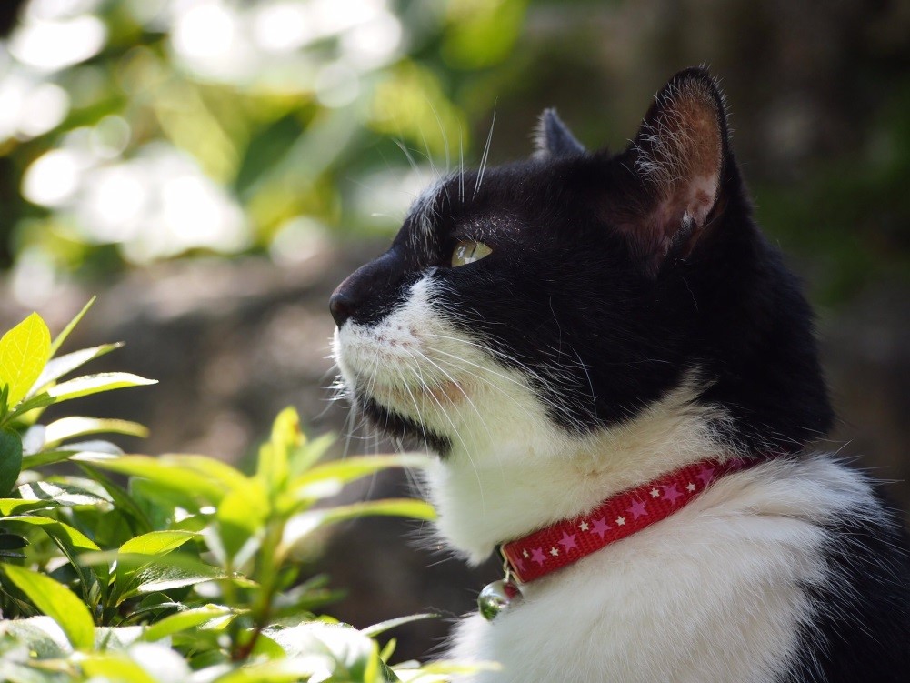 マズル　猫　トミー（@tommy5329）さんの愛猫クロちゃん（当時15歳）