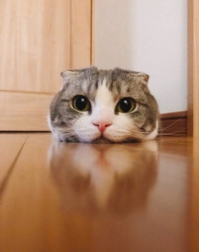 マズル　猫　ナカオジマ（@nakaojimaneko）さんの愛猫しゃこたんちゃん