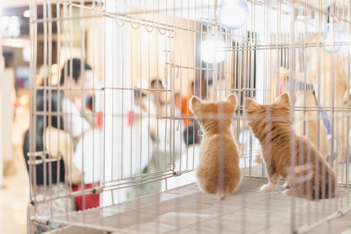 ペットショップでロシアンブルーの男の子に一目惚れ