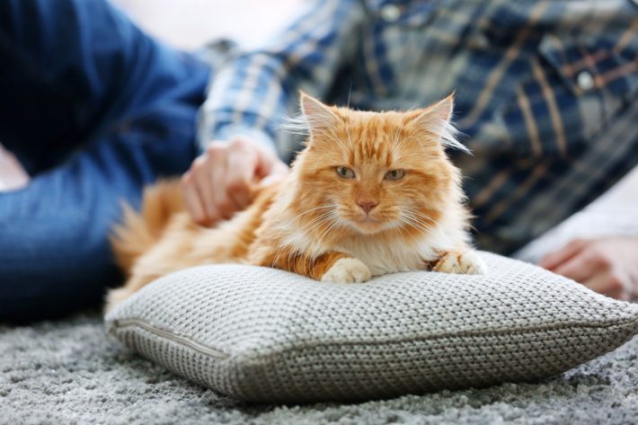 猫好き不倫カップルが猫カフェでデート！