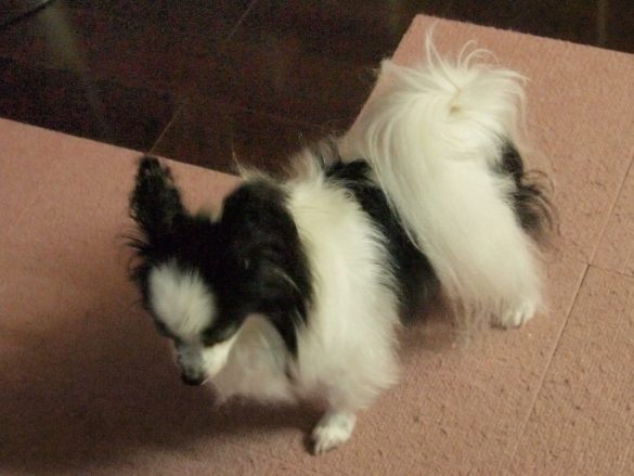 パピヨンのリンちゃん