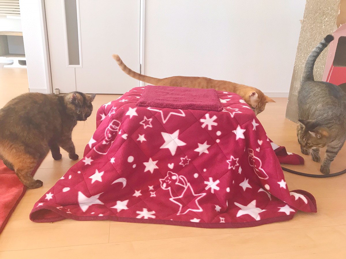 遠赤外線ペットの夢こたつ　ペット　猫　犬