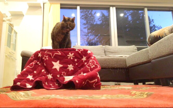 遠赤外線ペットの夢こたつ　ペット　猫　犬