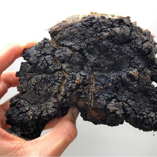 スーパーフード 抗酸化力 チャーガ