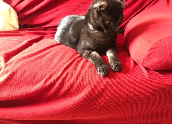 TESCOM「毛玉クリーナー【毛だまトレタ】／KD501」(2,178円)