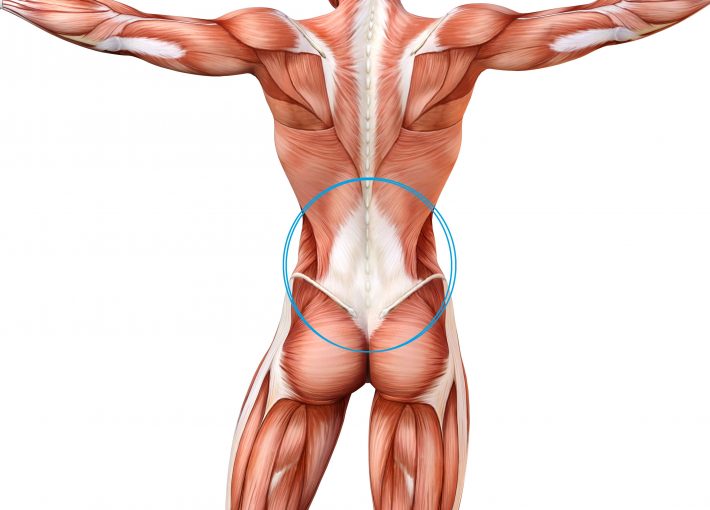 青丸の部分が「胸腰腱膜」です