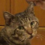 福袋ギルド　もちこさん