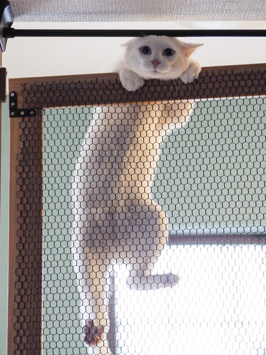 白猫ブランくん