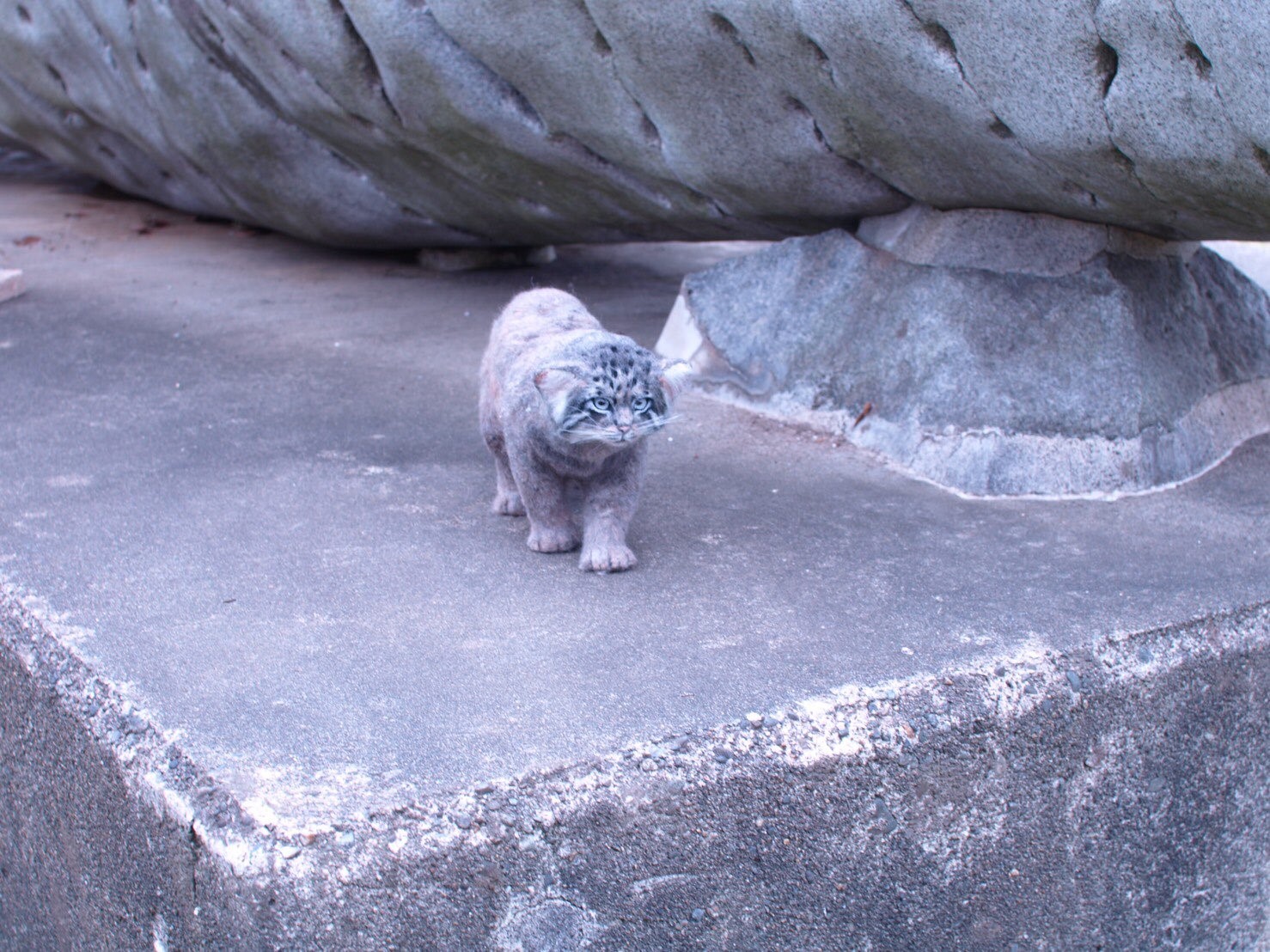 @MocomacoFさんの羊毛フェルト作品　「マヌルネコ」