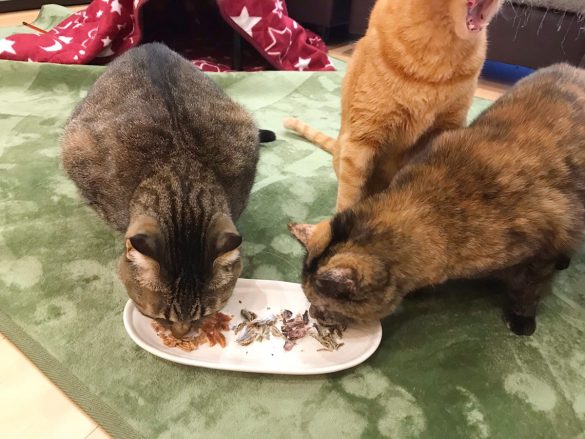 イオンペット「国産 猫用おにくとおさかなのおせち」　ペット用おせち