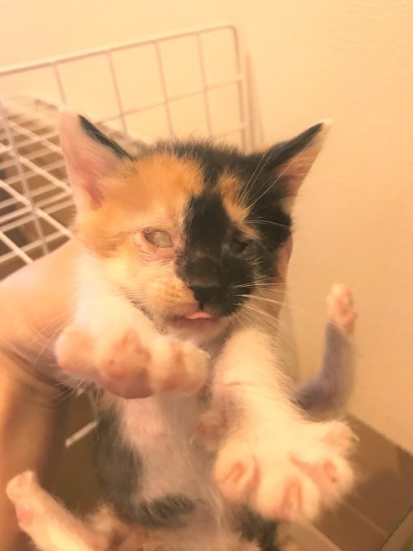 @pinowaldさん宅で暮らすつむぎさん（三毛猫/2歳）