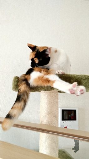 @pinowaldさん宅で暮らすつむぎさん（三毛猫/2歳）