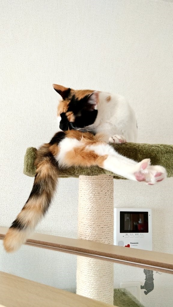 @pinowaldさん宅で暮らすつむぎさん（三毛猫/2歳）