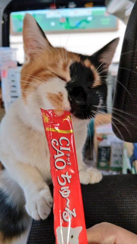 @pinowaldさん宅で暮らすつむぎさん（三毛猫/2歳）