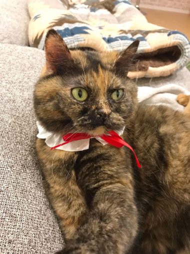 ねこのくびわコレクション にゃんこ学園