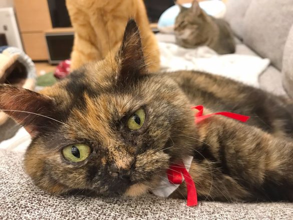 ねこのくびわコレクション にゃんこ学園