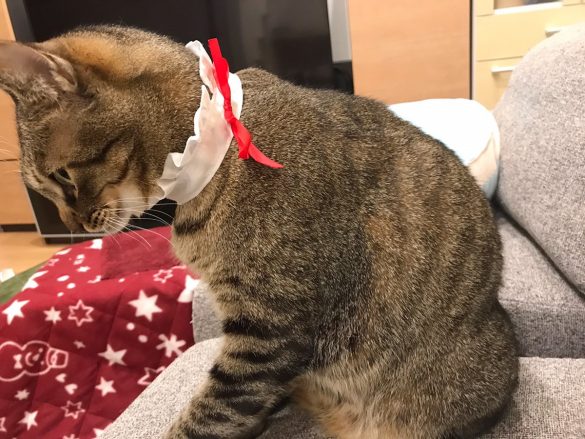 ねこのくびわコレクション にゃんこ学園