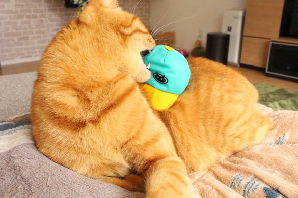 Petio（ペティオ)「のせぐるみ」520円（税込み）